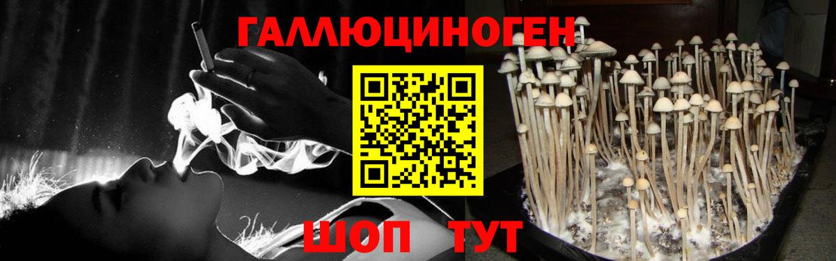 Псилоцибиновые грибы Psilocybine cubensis Конаково